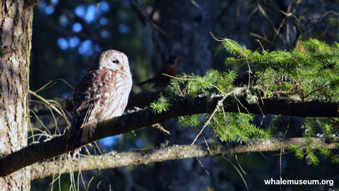 Owl Background Background