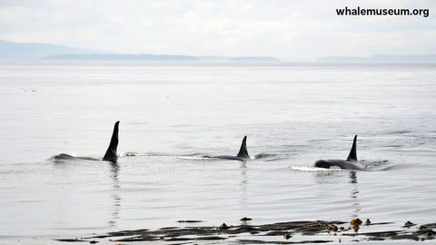 Ruffles & Family Background