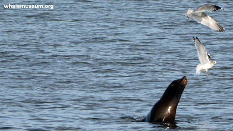 Sea Lion and Seagulls Background