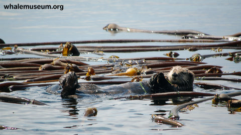 Sea Otter Background