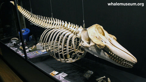 Sooke (L-112) Background