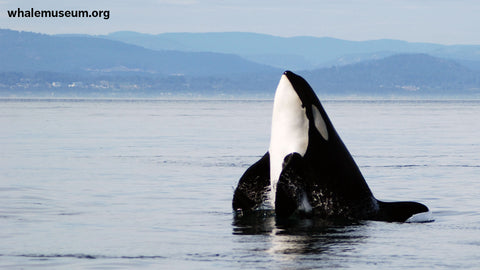 Orca Preparing to Breach Background
