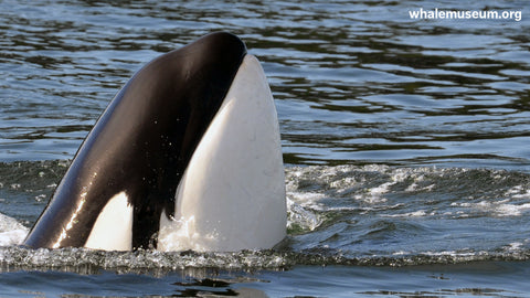 Orca Spy Hop Background