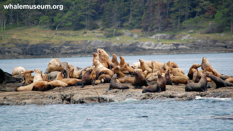 Steller Sea Lions Background