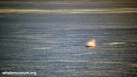 Sunset Breach Background