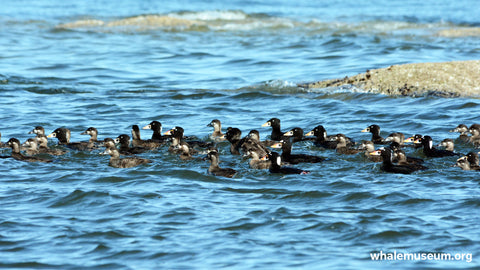 Surf Scoters Background