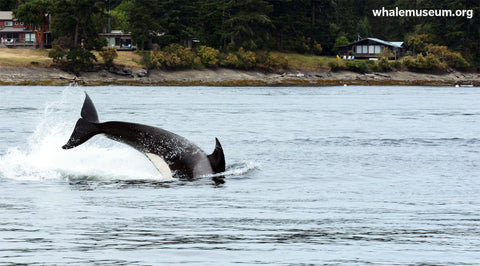 Tail Slap Background