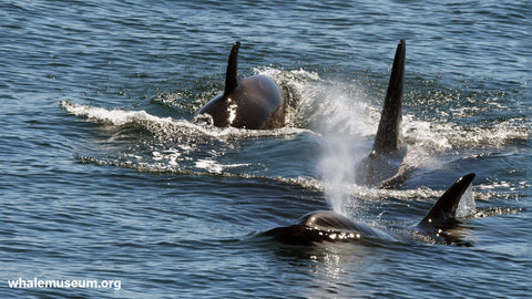 Three Orcas Background