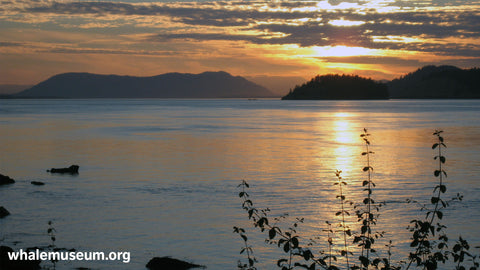 West Side Sunset Background