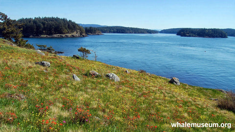 Yellow Island Blooms Background